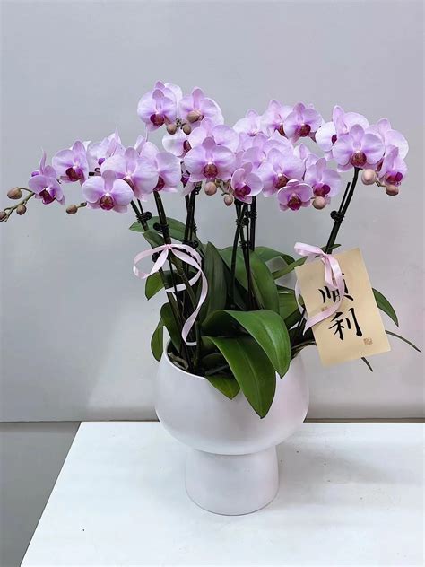 香水文心蘭品種|Floral Theory 】香氣芬芳的饗宴：專業解析文心蘭家族的迷人之。